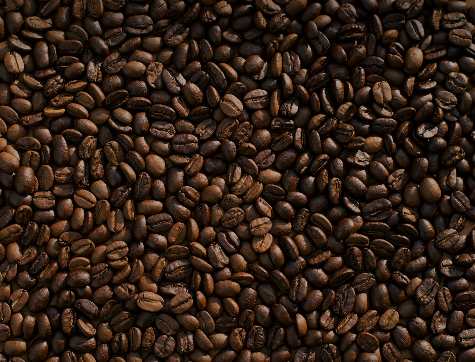 Roasted premium coffee beans prepared for buyers
