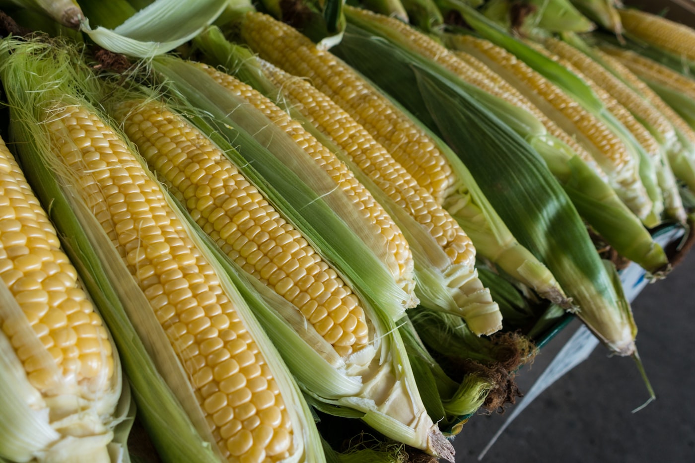 Fresh yellow maize cobs with green husks