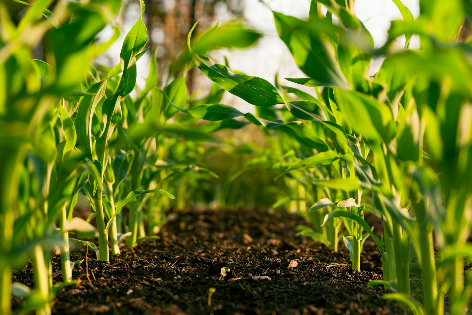 Young maize plants growing in fertile rows under warm light