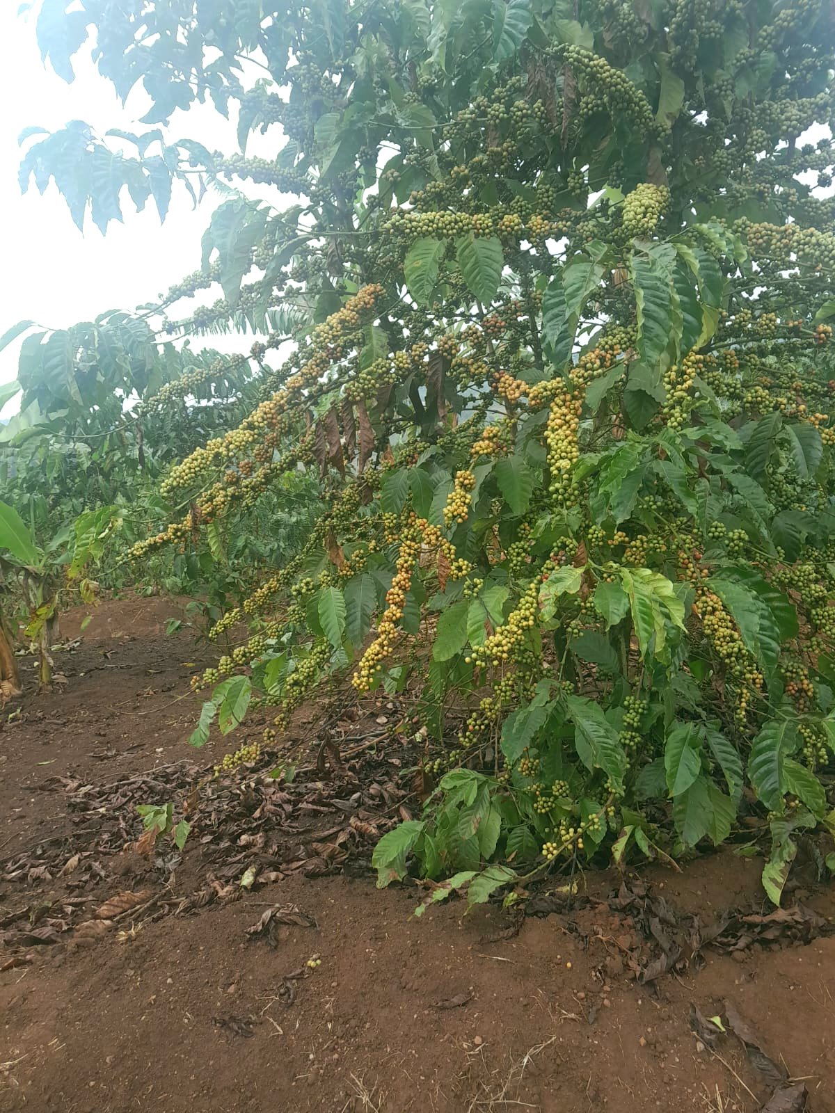 Dense clusters of coffee cherries growing on plantation branches