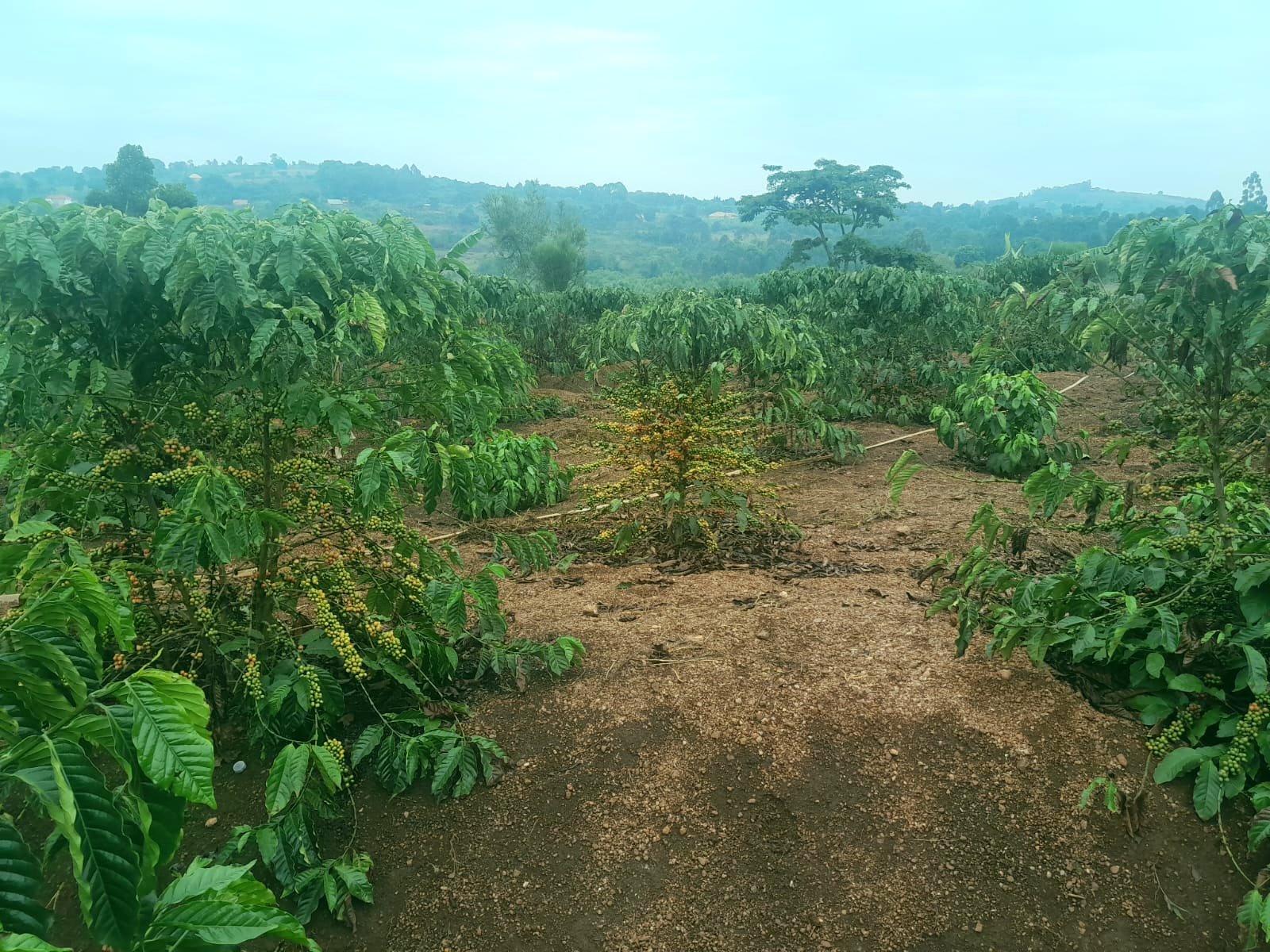 Ugandan coffee garden with growing coffee plants