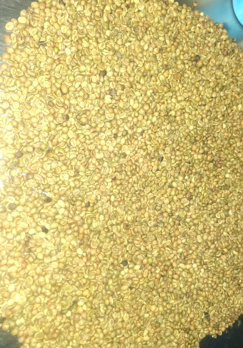 Green coffee beans prepared for quality management