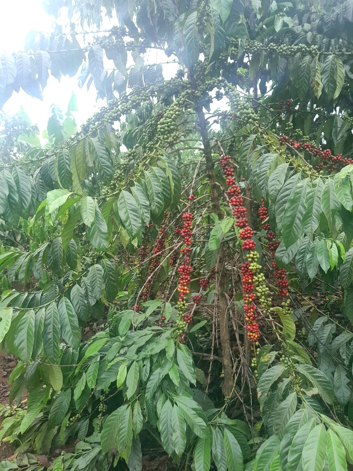 Coffee cherries ripening on LEXGSEG-linked gardens