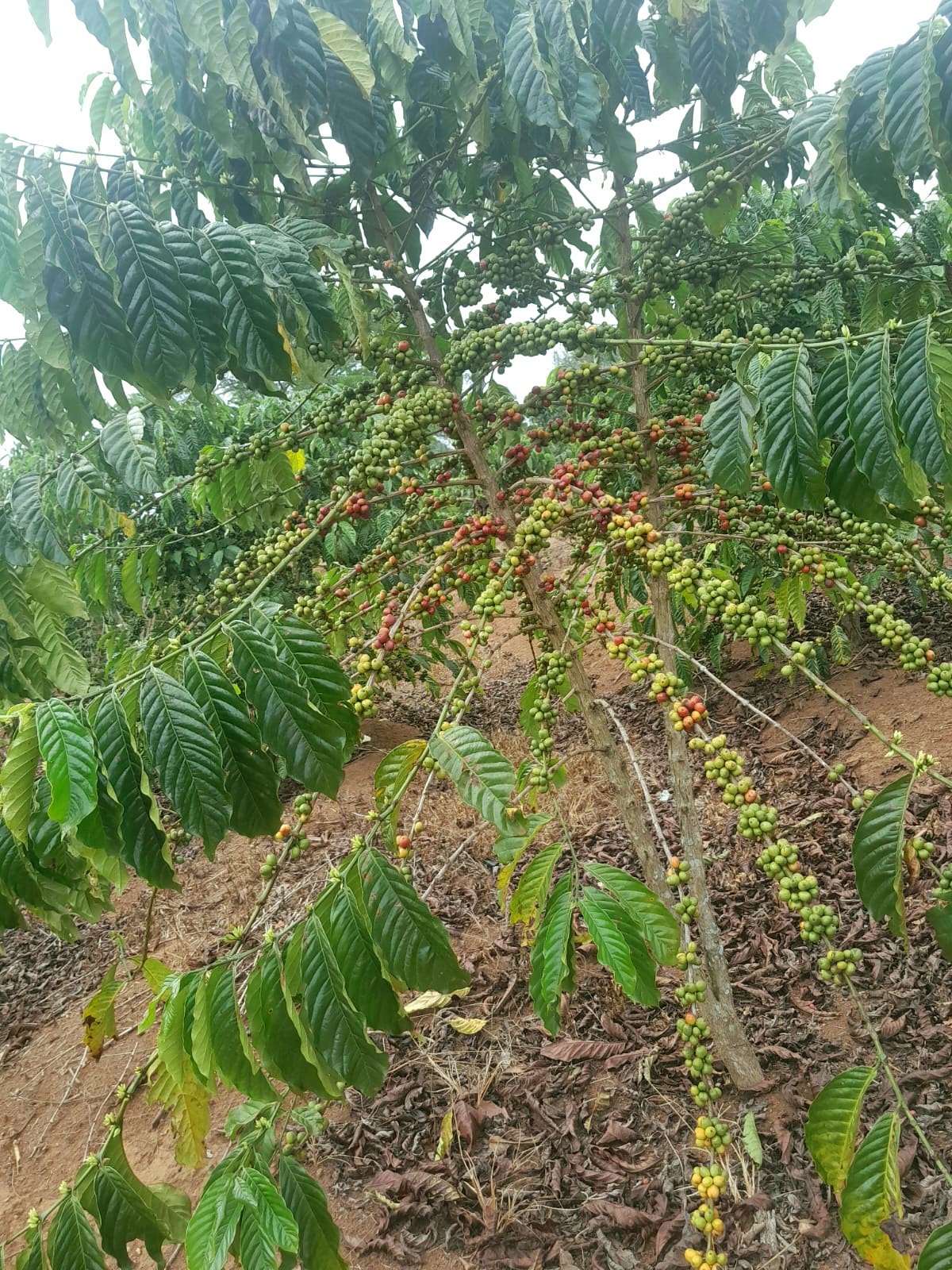 Ripe red coffee cherries ready for harvest on the plant